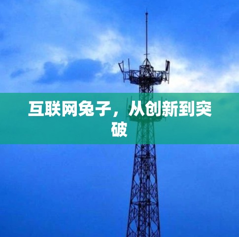 互联网兔子，从创新到突破