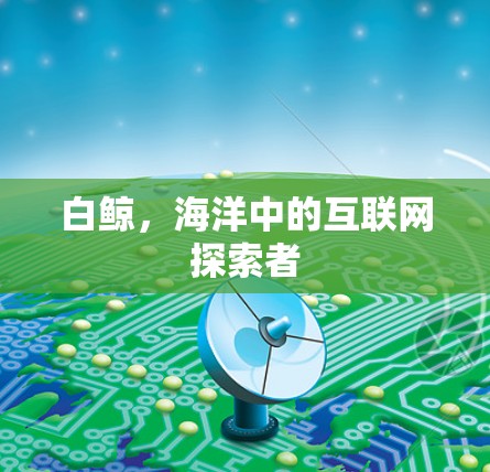 白鲸,海洋中的互联网探索者 白鲸,海洋中的互联网探索者