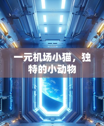 一元机场小猫，独特的小动物